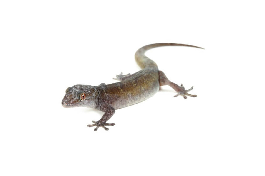 Gekko badenii (ulikovski) Gekko badenii (ulikovski)