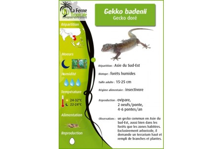 Gekko badenii (ulikovski)