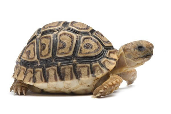 Stigmochelys (Geochelone) pardalis babcocki, 4-5 cm Stigmochelys (Geochelone) pardalis babcocki, 4-5 cm