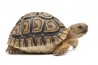Stigmochelys (Geochelone) pardalis babcocki, 4-5 cm
