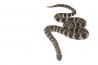 Acrochordus granulatus
