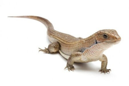 Broadleysaurus (Gerrhosaurus) major