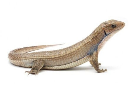 Broadleysaurus (Gerrhosaurus) major