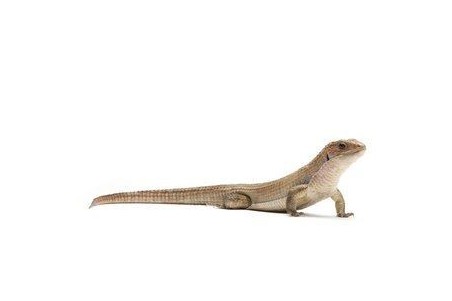 Broadleysaurus (Gerrhosaurus) major