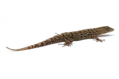 Gonatodes albogularis fuscus