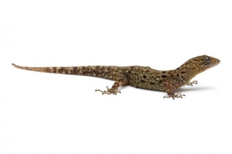 Gonatodes albogularis fuscus