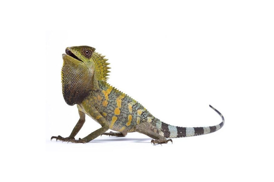 Gonocephalus chamaeleontinus