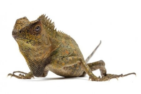 Gonocephalus chamaeleontinus