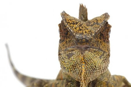 Gonocephalus chamaeleontinus