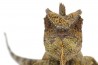 Gonocephalus chamaeleontinus