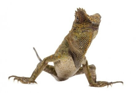 Gonocephalus chamaeleontinus