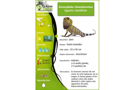 Gonocephalus chamaeleontinus