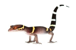 Goniurosaurus hainanensis