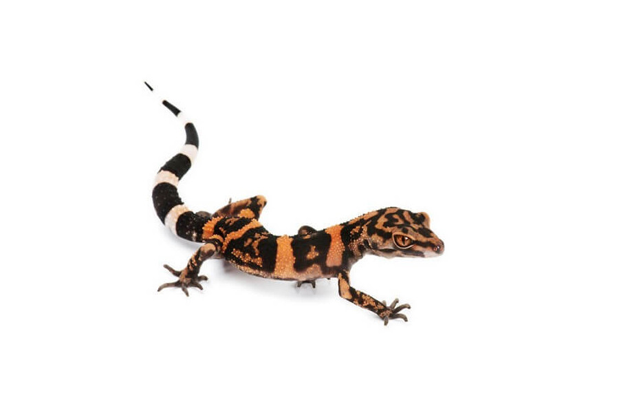 Goniurosaurus orientalis Goniurosaurus orientalis