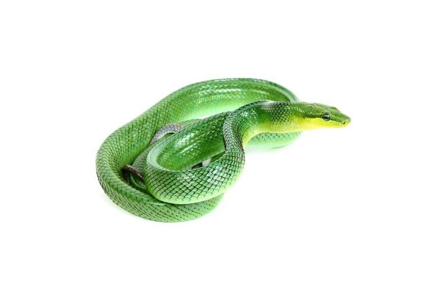 Gonyosoma oxycephalum, verte