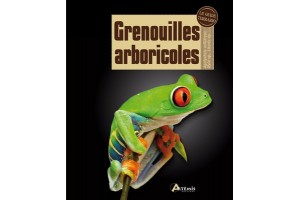 Grenouilles arboricoles