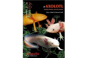 L'Axolotl : Ambystoma...