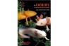 L'Axolotl : Ambystoma mexicanum