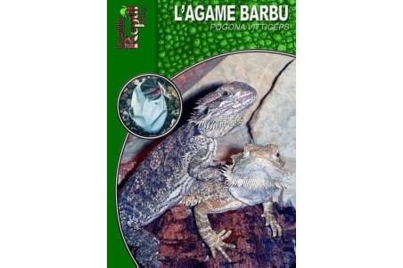 L'Agame barbu pogona vitticeps