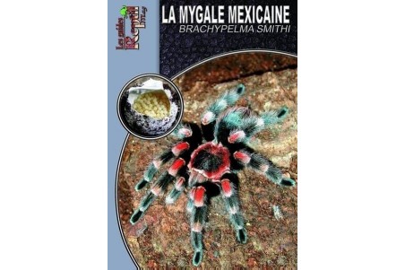 La mygale mexicaine Guide Reptilmag