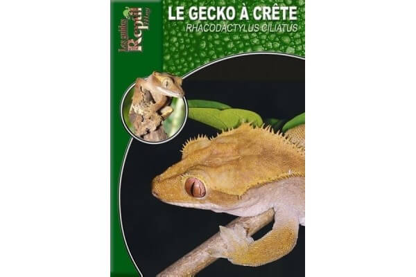 Le Gecko à crête - Rhacodactylus ciliatus Guide Reptilmag