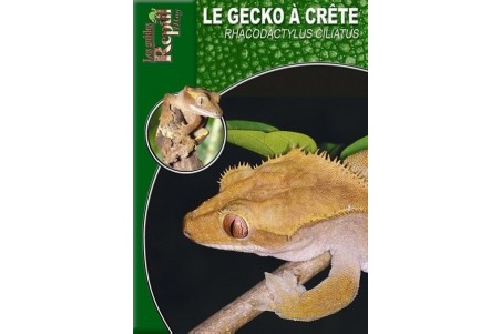 Le Gecko à crête - Rhacodactylus ciliatus Guide Reptilmag