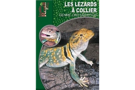Les Lézards à collier - genre crotaphytus Guide Reptilmag