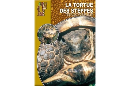 La Tortue des steppes - Testudo horsfieldii Guide Reptilmag