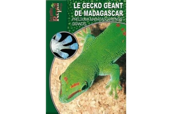 Le Gecko géant de Madagascar - Phelsuma madagascariensis grandis Guide Reptilmag