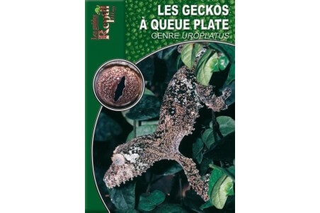 Les Geckos à queue plate - genre Uroplatus Guide Reptilmag