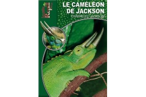 Le Caméléon de jackson -...