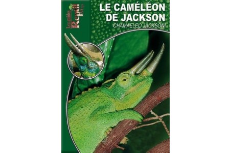 Le Caméléon de jackson - Chameleo jacksoni Guide Reptilmag