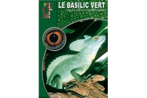 Le Basilic vert - Basiliscus plumifrons Guide Reptilmag
