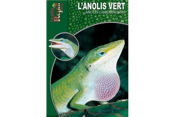 L'Anolis vert - Anolis carolinensis Guide Reptilmag