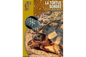 La Tortue Bordée - Testudo marginata Guide Reptilmag