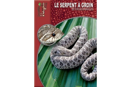 Le serpent à groin Guide Reptilmag