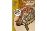 La tortue léopard - Guide Reptilmag