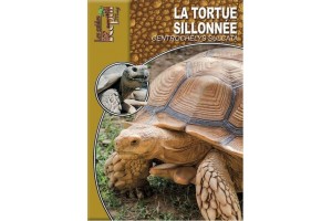 La tortue sillonnée -...