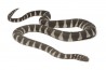 Acrochordus granulatus