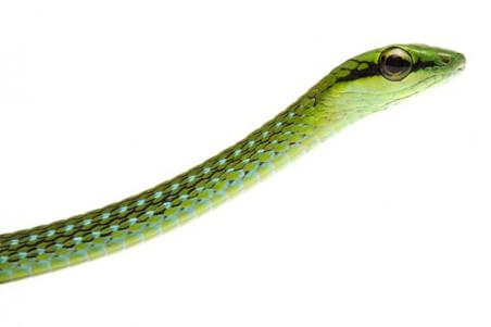 Hapsidophrys smaragdina