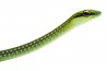 Hapsidophrys smaragdina