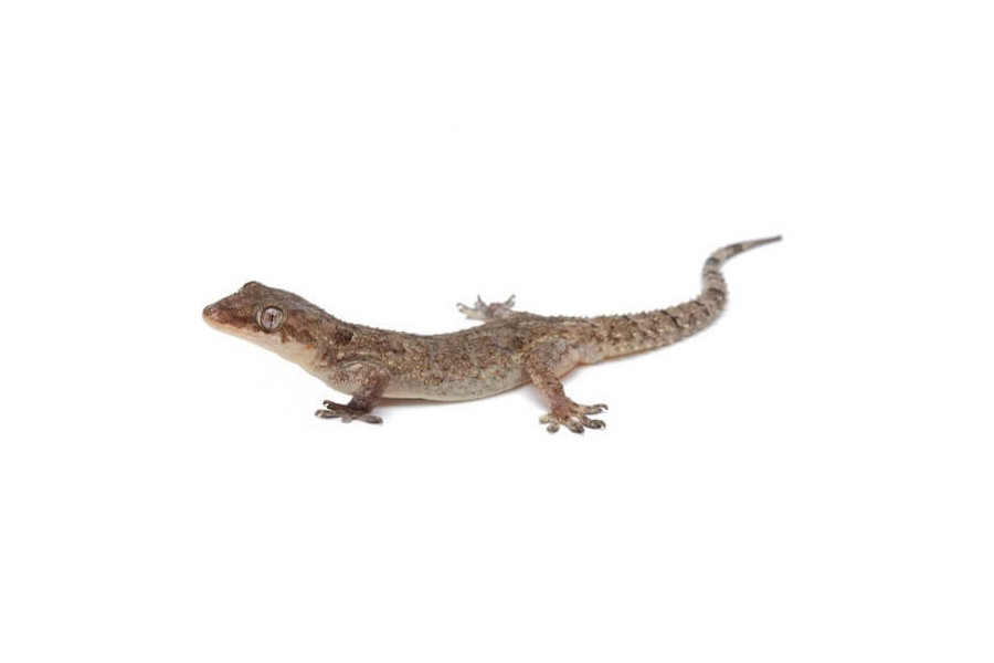 Hemidactylus brookii Hemidactylus brookii