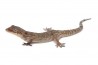 Hemidactylus brookii