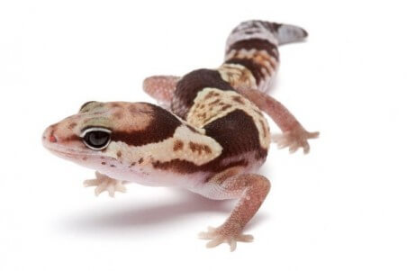 Hemitheconyx caudicinctus, juvénile