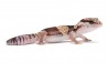 Hemitheconyx caudicinctus, juvénile