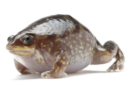 Hemisus marmoratus