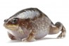 Hemisus marmoratus