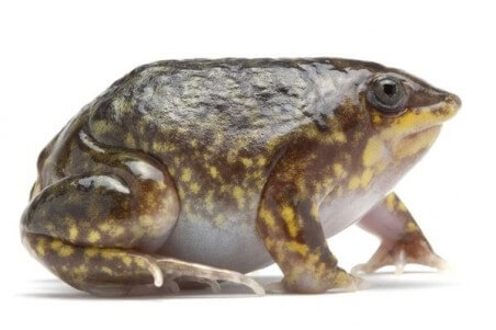Hemisus marmoratus