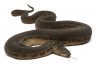 Acrochordus javanicus