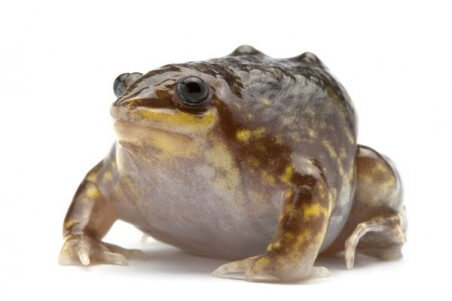 Hemisus marmoratus